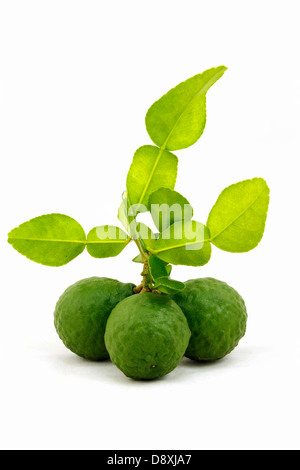 Bergamote bio et de bergamote feuilles isolées sur fond blanc. Banque D'Images