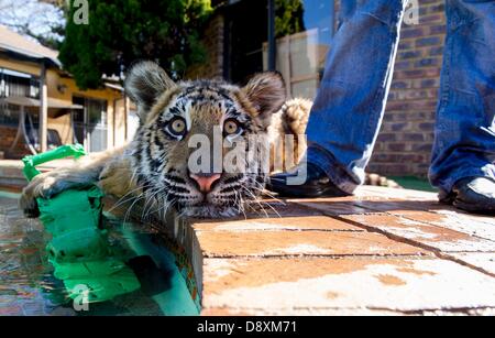 BRAKPAN, AFRIQUE DU SUD : Ozzy le tigre de Sibérie le 31 mai 2013, à Brakpan, Afrique du Sud. Michael Jamison adopté Ozzy, en plus de ses 15 chiens et 2 ans tigre du Bengale. Ozzy a déformé les jambes et les pieds en raison de malnutrition à partir de ses propriétaires précédents. Jamison va envoyer Ozzy pour chirurgie corrective lorsque ses jambes sont plus solides. (Photo par Gallo Images / Foto24 / Christian Kotze) Banque D'Images