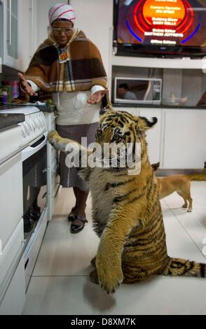 BRAKPAN, AFRIQUE DU SUD : Anna Mokoena et Ozzy le tigre de Sibérie le 31 mai 2013, à Brakpan, Afrique du Sud. Michael Jamison adopté Ozzy, en plus de ses 15 chiens et 2 ans tigre du Bengale. Ozzy a déformé les jambes et les pieds en raison de malnutrition à partir de ses propriétaires précédents. Jamison va envoyer Ozzy pour chirurgie corrective lorsque ses jambes sont plus solides. (Photo par Gallo Images / Foto24 / Christian Kotze) Banque D'Images