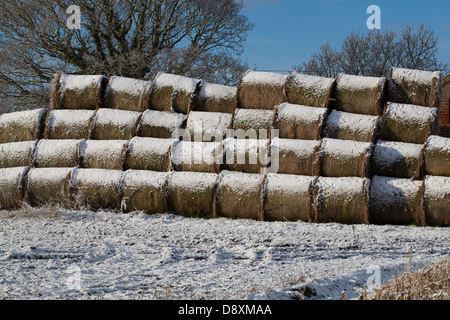 Balles de foin rondes couvertes de neige après une récente chute. Stock empilés sur un bord du champ. Ferme. Ingham. Le Norfolk. Banque D'Images