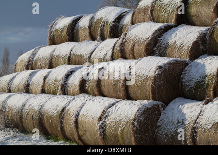 Balles de foin rondes couvertes de neige après une récente chute. Stock empilés sur un bord du champ. Ferme. Ingham. Le Norfolk. Banque D'Images