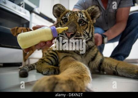 BRAKPAN, AFRIQUE DU SUD : Ozzy le tigre de Sibérie le 31 mai 2013, à Brakpan, Afrique du Sud. Michael Jamison adopté Ozzy, en plus de ses 15 chiens et 2 ans tigre du Bengale. Ozzy a déformé les jambes et les pieds en raison de malnutrition à partir de ses propriétaires précédents. Jamison va envoyer Ozzy pour chirurgie corrective lorsque ses jambes sont plus solides. (Photo par Gallo Images / Foto24 / Christian Kotze) Banque D'Images