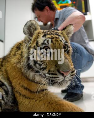 BRAKPAN, AFRIQUE DU SUD : Ozzy le tigre de Sibérie le 31 mai 2013, à Brakpan, Afrique du Sud. Michael Jamison adopté Ozzy, en plus de ses 15 chiens et 2 ans tigre du Bengale. Ozzy a déformé les jambes et les pieds en raison de malnutrition à partir de ses propriétaires précédents. Jamison va envoyer Ozzy pour chirurgie corrective lorsque ses jambes sont plus solides. (Photo par Gallo Images / Foto24 / Christian Kotze) Banque D'Images