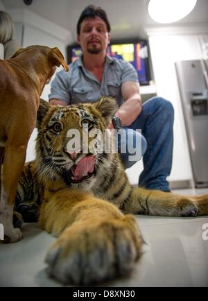 BRAKPAN, AFRIQUE DU SUD : Michael Jamison avec Ozzy le tigre de Sibérie le 31 mai 2013, à Brakpan, Afrique du Sud. Jamison adopté Ozzy, en plus de ses 15 chiens et 2 ans tigre du Bengale. Ozzy a déformé les jambes et les pieds en raison de malnutrition à partir de ses propriétaires précédents. Jamison va envoyer Ozzy pour chirurgie corrective lorsque ses jambes sont plus solides. (Photo par Gallo Images / Foto24 / Christian Kotze) Banque D'Images