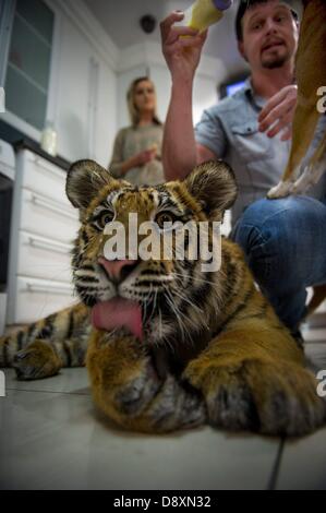 BRAKPAN, AFRIQUE DU SUD : Michael Jamison avec Ozzy le tigre de Sibérie le 31 mai 2013, à Brakpan, Afrique du Sud. Jamison adopté Ozzy, en plus de ses 15 chiens et 2 ans tigre du Bengale. Ozzy a déformé les jambes et les pieds en raison de malnutrition à partir de ses propriétaires précédents. Jamison va envoyer Ozzy pour chirurgie corrective lorsque ses jambes sont plus solides. (Photo par Gallo Images / Foto24 / Christian Kotze) Banque D'Images