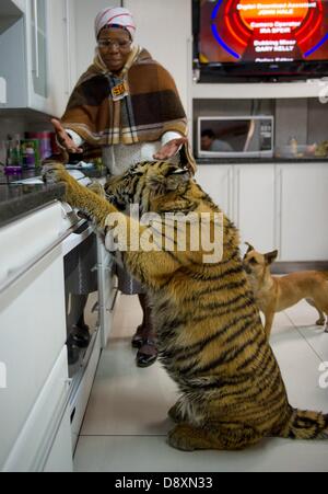 BRAKPAN, AFRIQUE DU SUD : Anna Mokoena et Ozzy le tigre de Sibérie le 31 mai 2013, à Brakpan, Afrique du Sud. Michael Jamison adopté Ozzy, en plus de ses 15 chiens et 2 ans tigre du Bengale. Ozzy a déformé les jambes et les pieds en raison de malnutrition à partir de ses propriétaires précédents. Jamison va envoyer Ozzy pour chirurgie corrective lorsque ses jambes sont plus solides. (Photo par Gallo Images / Foto24 / Christian Kotze) Banque D'Images