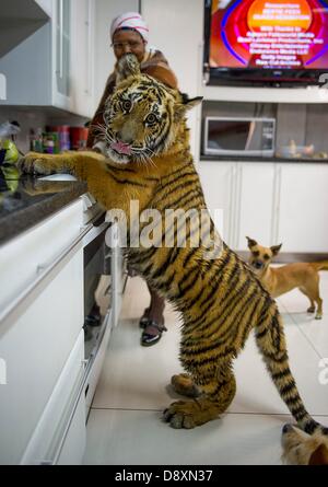 BRAKPAN, AFRIQUE DU SUD : Anna Mokoena et Ozzy le tigre de Sibérie le 31 mai 2013, à Brakpan, Afrique du Sud. Michael Jamison adopté Ozzy, en plus de ses 15 chiens et 2 ans tigre du Bengale. Ozzy a déformé les jambes et les pieds en raison de malnutrition à partir de ses propriétaires précédents. Jamison va envoyer Ozzy pour chirurgie corrective lorsque ses jambes sont plus solides. (Photo par Gallo Images / Foto24 / Christian Kotze) Banque D'Images