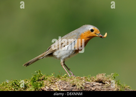 Robin européenne - Erithacus rubecula aux abords moussus sur se connecter avec grub Banque D'Images