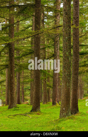 La forêt verte en saison d'automne. Gorbea, Bizkaia, Espagne Banque D'Images