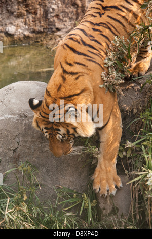 Tigre du Bengale (Panthera tigris tigris). Montrant l'immense, vaste zone d'un avant-pied ou patte . Banque D'Images