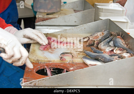 Aux Pays-Bas. Le sud du Limbourg ; MARCHÉ DE MAASTRICHT l'éviscération du poisson À HARENGS STALL Banque D'Images