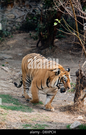 Tigre du Bengale (Panthera tigris tigris). Au sein d'un vaste enceinte du Zoo Central, Katmandou. Le Népal. Banque D'Images