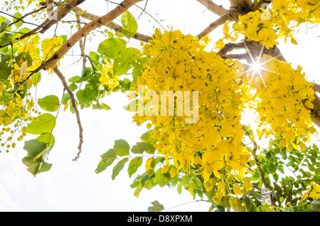 Douche dorée fleur arbre de la Thaïlande dans le parc Banque D'Images