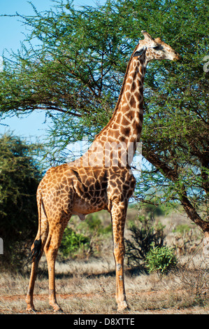 Girafe dans l'Est de Tsavo, au Kenya Banque D'Images