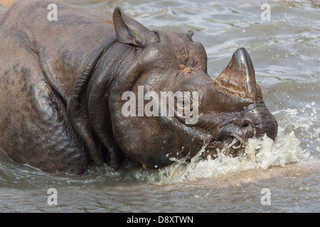 , À une corne de rhinocéros Indien ou d'Asie (Rhinoceros unicornis). Bénéficiant d''une baignoire dans la piscine d'enclos, le zoo de Central, le Népal. Banque D'Images