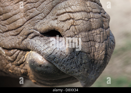 Ou d'Asie à une corne indienne Rhinocerus (Rhinoceros unicornis). Vue avant du nez et la lèvre supérieure montrant la pointe. Banque D'Images