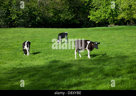 Veaux jeune vache veaux vaches bovins pâturant dans une prairie verte au printemps Lancashire Angleterre Royaume-Uni GB Grande-Bretagne Banque D'Images