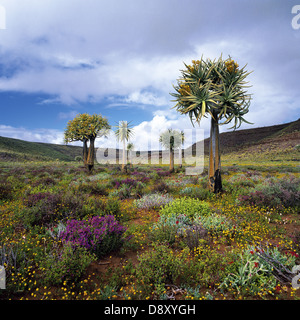 Quiver Tree Forest, Nieuwoudtville, Northern Cape, Afrique du Sud Banque D'Images