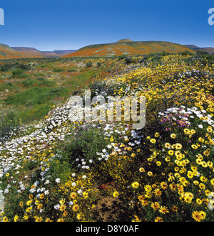 Printemps dans le Biedouw Valley Banque D'Images