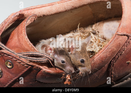 Souris Mus des muscles. Vivant dans une vieille chaussure en cuir. Banque D'Images
