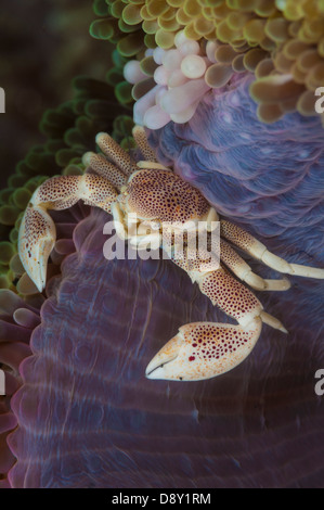 Crabe porcelaine (Lissoporcellana sp) sur l'anémone, violet et vert Hairball 2 divesite, Détroit de Lembeh, au nord de Sulawesi, Indonésie Banque D'Images