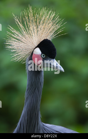 Noir africain à col noir ou de l'Afrique de l'Ouest, ou des grues couronnées (Balearica pavonina pavonina). Banque D'Images