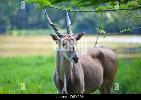 Cobe de Haller Park Banque D'Images