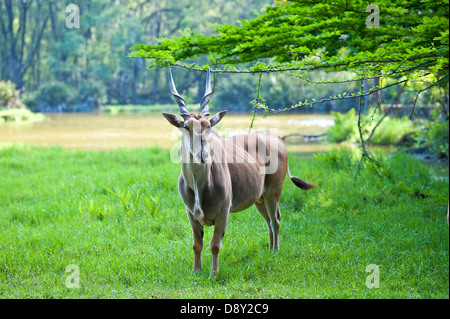 Cobe de Haller Park Banque D'Images