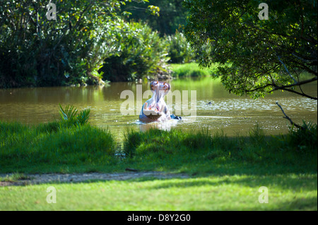 Les hippopotames de Haller Park Banque D'Images