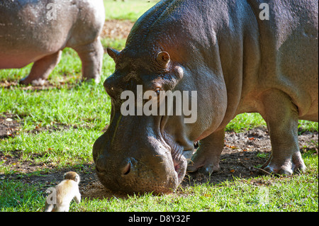 Les hippopotames de Haller Park Banque D'Images