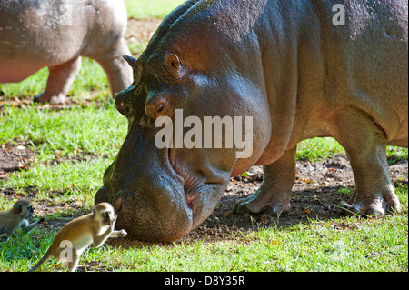 Les hippopotames de Haller Park Banque D'Images