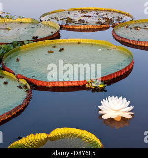 Les nénuphars géants Victoria Amazonica dans le lac près de Cuiaba River Northern Pantanal Brésil Banque D'Images