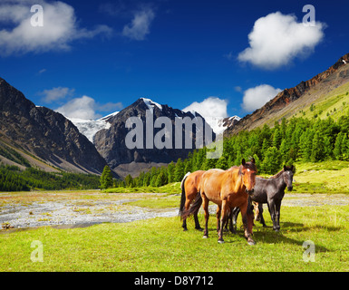 Paysage de montagne avec les chevaux pâturage Banque D'Images