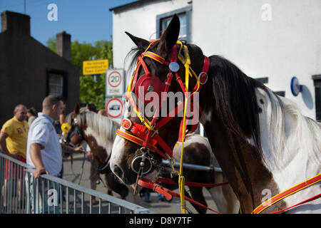 Appleby, Cumbria, Royaume-Uni. 6 juin, 2013. Bride colorée sur le cheval attaché à la garde-fous aux chaussées Appleby Horse Fair de Cumbria. La foire est un rassemblement annuel de Tsiganes et Voyageurs qui a lieu sur la première semaine de juin, et n'a eu lieu depuis le règne de Jacques II, qui ont accordé une charte royale en 1685 permettant à un cheval juste 'près de la rivière Eden'. Credit : Mar Photographics/Alamy Live News Banque D'Images