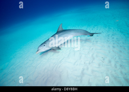 Grand dauphin, Tursiops truncatus, Bahamas Banque D'Images