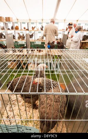 Ardingly, UK. 6 juin, 2013. Penelope Keith [en arrière-plan 2ème à gauche] avec Sylvia Brown de l'Arun Valley Poultry Fanciers Society [R] ouvre le monde de la volaille au sud de l'Angleterre, Show, Ardingly. Crédit photo : Julia Claxton/Alamy Live News Banque D'Images