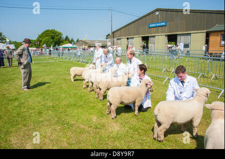 Ardingly, UK. 6 juin, 2013. Les moutons s'alignent pour les juges dans l'anneau au sud de l'Angleterre, Show, Ardingly. Crédit photo : Julia Claxton/Alamy Live News Banque D'Images