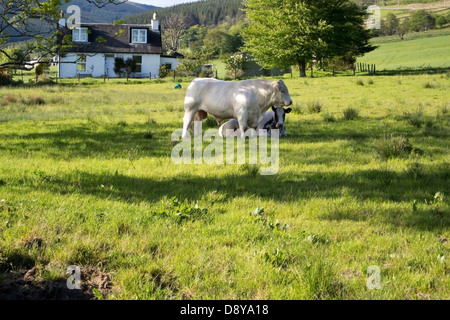 Taureau Charolais blanc debout à côté de la vache couchée Banque D'Images