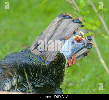 Ocellated Turquie (Meleagris ocellata), résident du Mexique, Belize, Guatemala et Banque D'Images