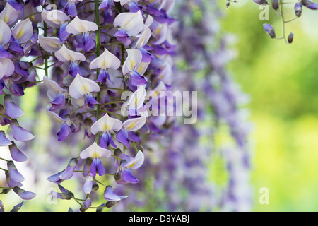 Wisteria floribunda domino Banque D'Images