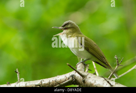 Close-up of singing Viréo aux yeux rouges (Vireo olivaceus) perchés sur une petite branche dans une forêt Banque D'Images