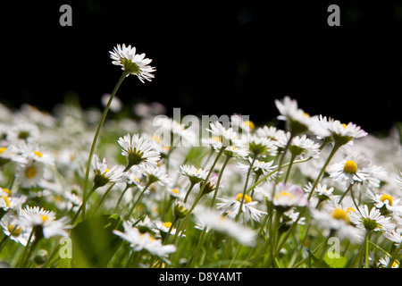 Pâquerettes (Bellis perennis) sous le soleil sur une pelouse. Banque D'Images