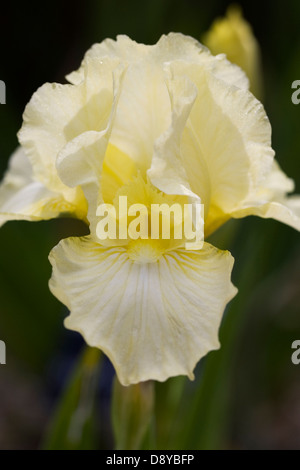 Iris jaune pâle fleur. Banque D'Images