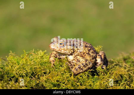 Crapaud commun Bufo bufo assis sur la végétation moussue Shropshire Angleterre Mars UK.Common Toad Bufo bufo sam sur Mars la végétation moussue Banque D'Images