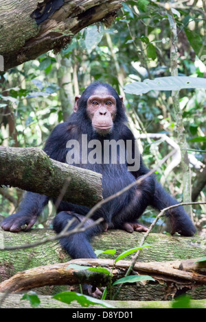 Jeune chimpanzé dans le parc national de Kibale, en Ouganda Banque D'Images