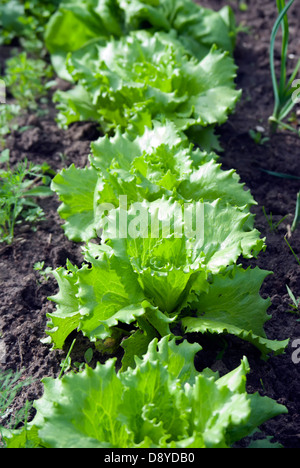 De plus en plus de la laitue fraîche bio in garden Banque D'Images