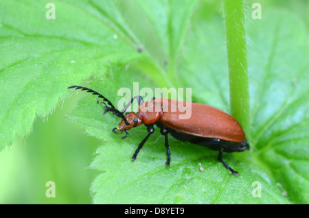 Le Cardinal Beetle pyrochroa coccinea reposant sur leaf Banque D'Images