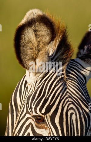 Close-up de zèbre de Grevy ear.les espèces en voie de disparition. Banque D'Images