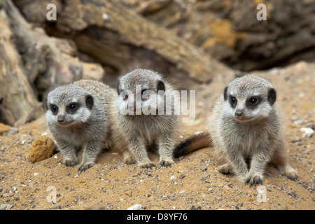 Un groupe de jeunes les suricates (Suricata suricatta) en captivité à Port Lympne Wild Animal Park Banque D'Images