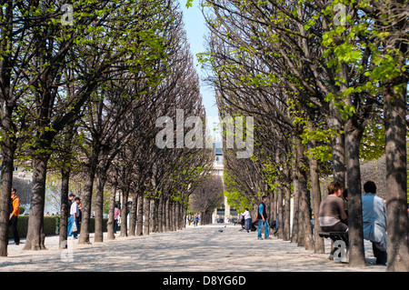 Vue de la convergence des arbres dans le Jardin du Palais, Paris, France Banque D'Images